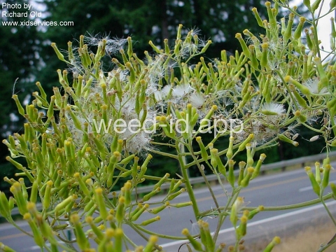 burnweed, Australian